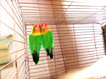 শখের (Love bird) পাখি বিক্রি করবো।